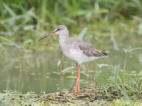 Spotted Redshank