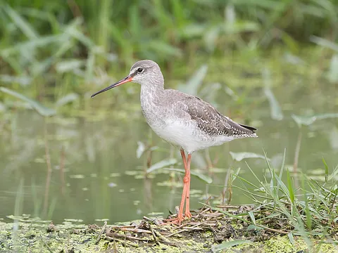 Spotted Redshank