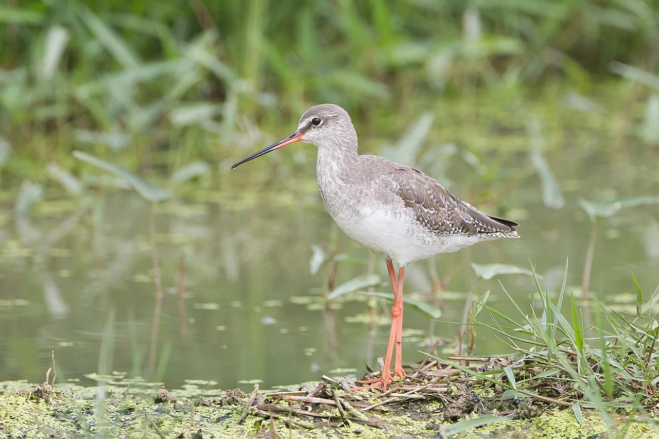 Spotted Redshank (Tringa erythropus) — photo 1 of 3