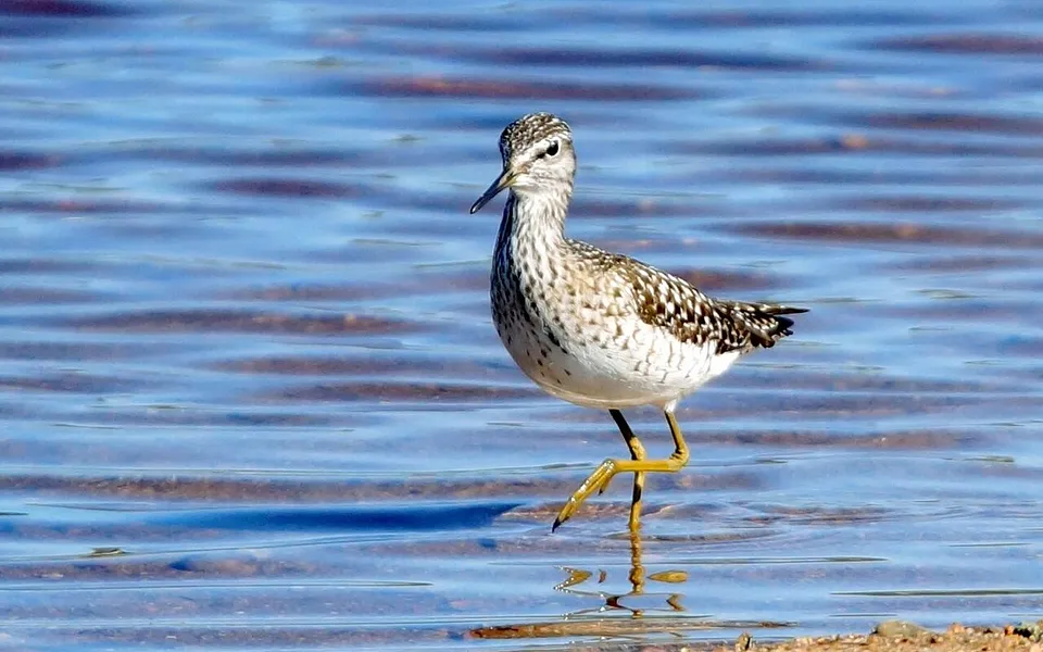 Wood Sandpiper