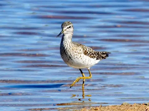 Wood Sandpiper