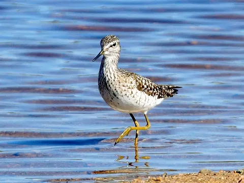 Wood Sandpiper