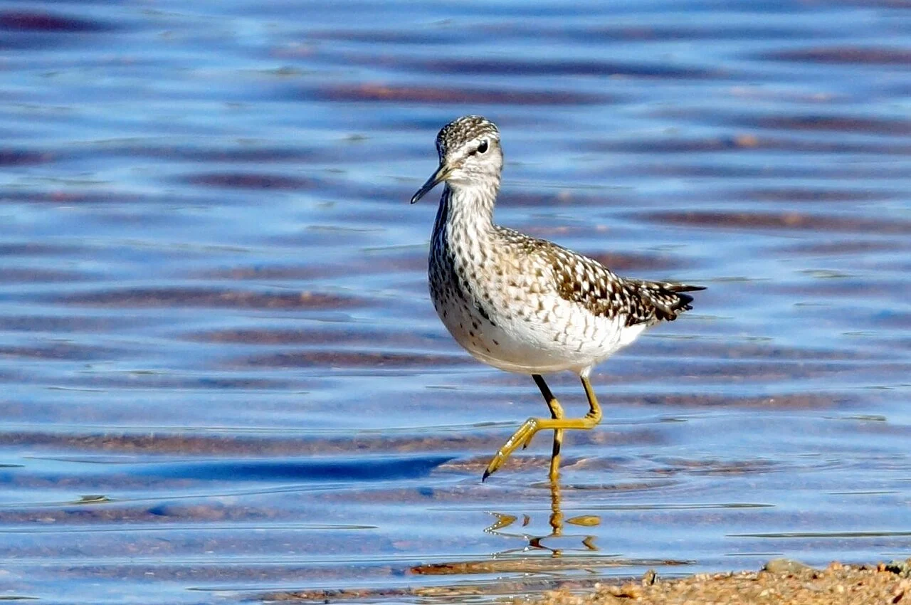 Wood Sandpiper