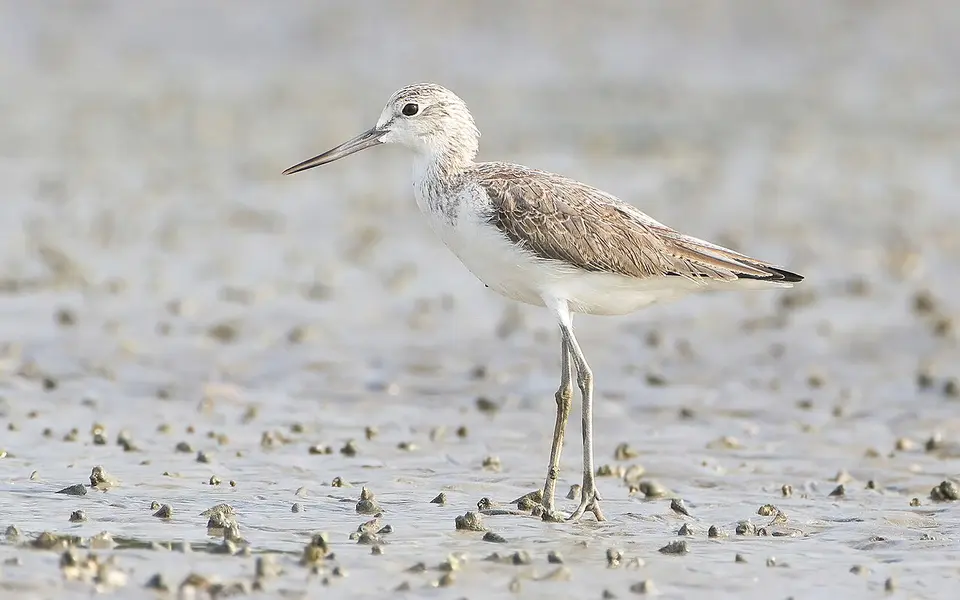 Common Greenshank (Tringa nebularia) — photo 1 of 4