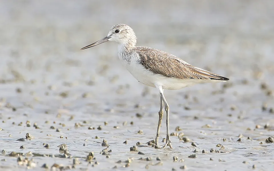 Common Greenshank