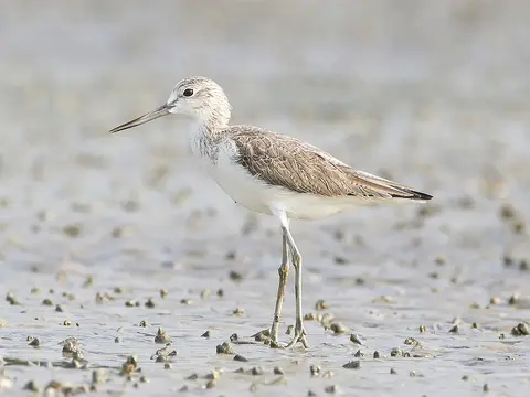 Common Greenshank