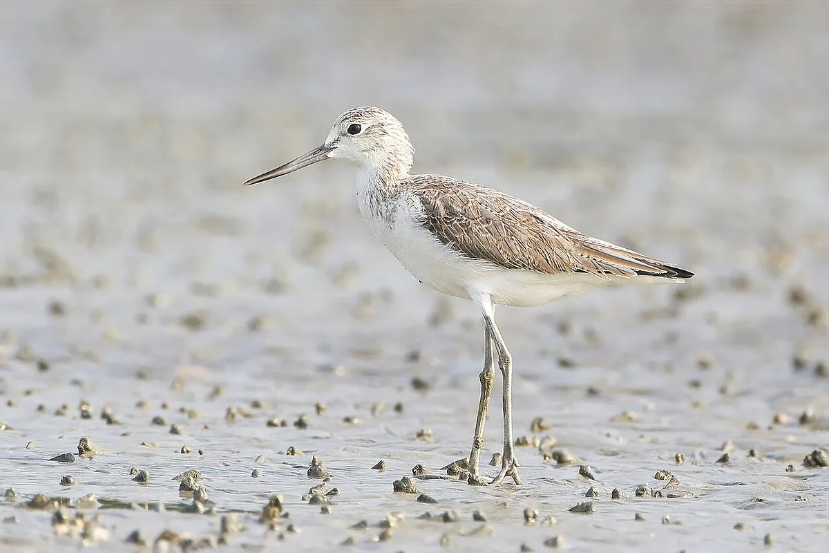 Common Greenshank