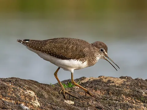 Черныш
