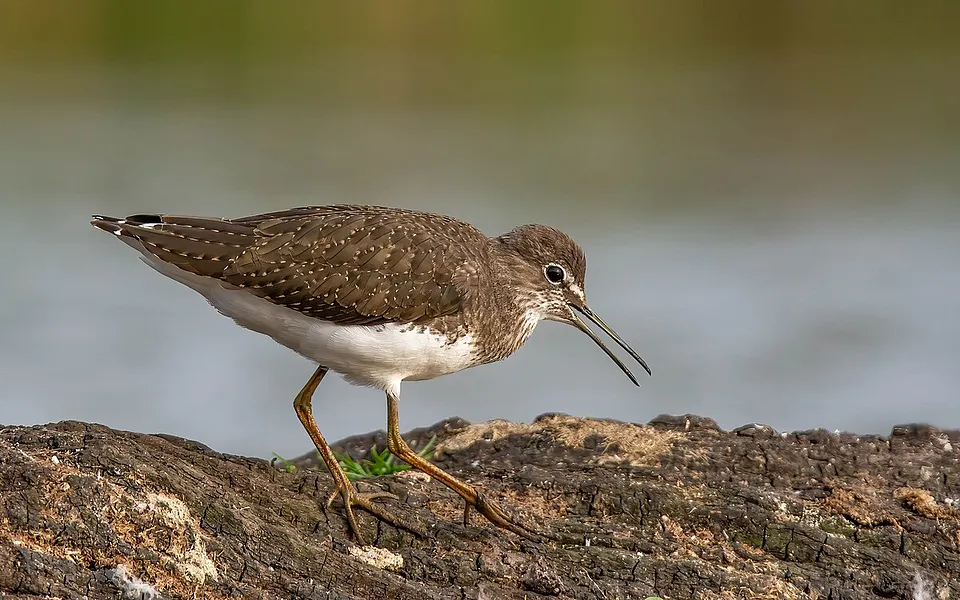 Green Sandpiper