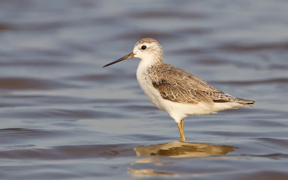Marsh Sandpiper (Tringa stagnatilis) — photo 1 of 4