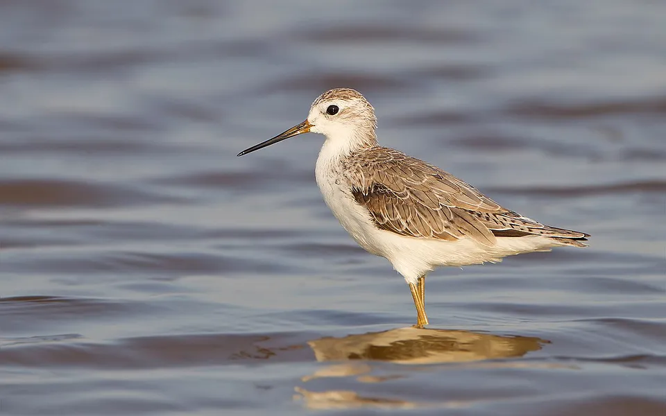 Marsh Sandpiper