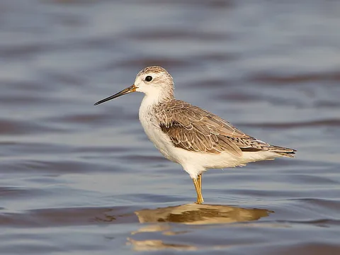 Marsh Sandpiper
