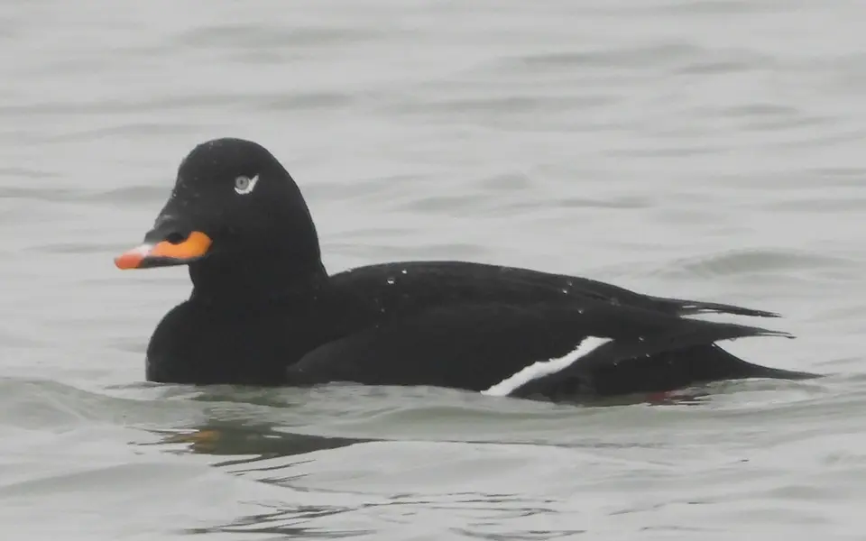Velvet Scoter (Melanitta fusca) — photo 4 of 6