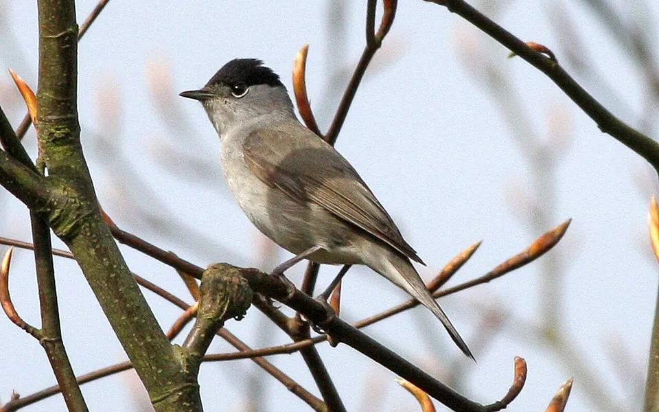 Eurasian Blackcap