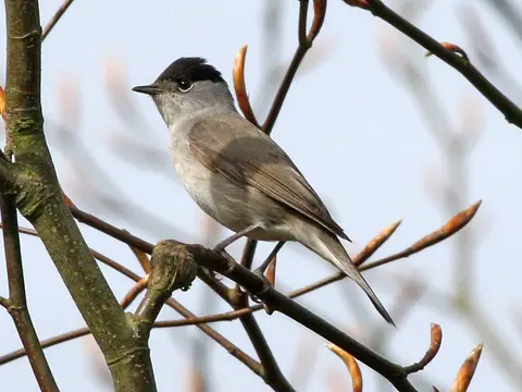 Eurasian Blackcap