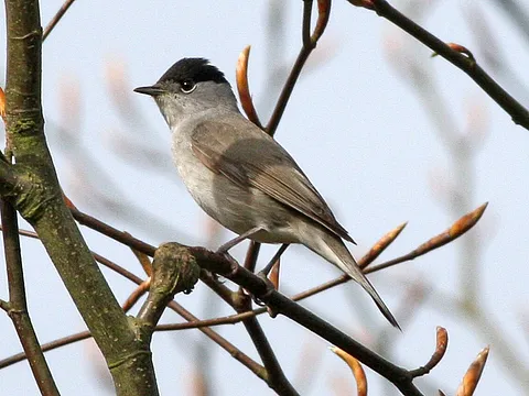 Eurasian Blackcap