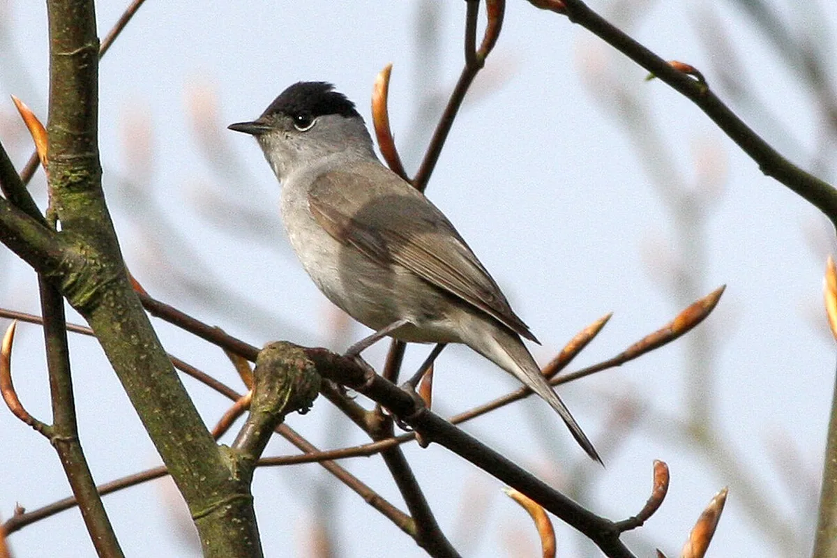 Eurasian Blackcap