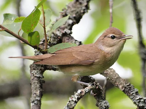 Garden Warbler