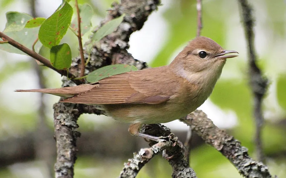 Garden Warbler