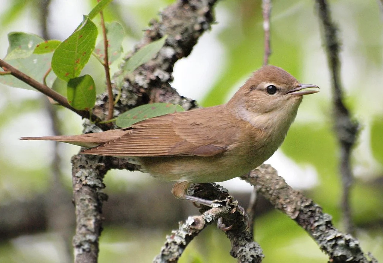 Garden Warbler (Sylvia borin) — photo 1 of 3