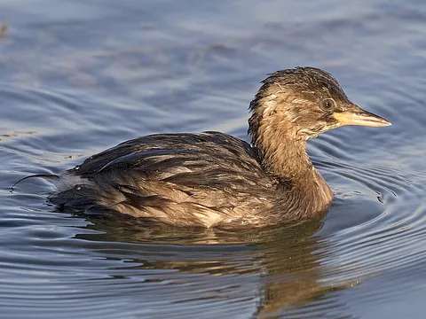 Little Grebe
