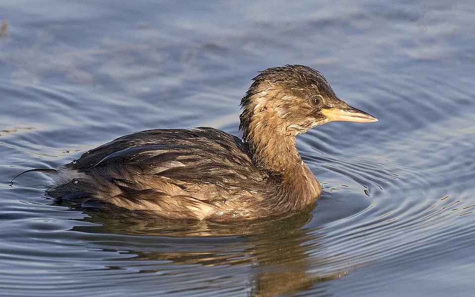 Little Grebe (Tachybaptus ruficollis) — photo 1 of 3