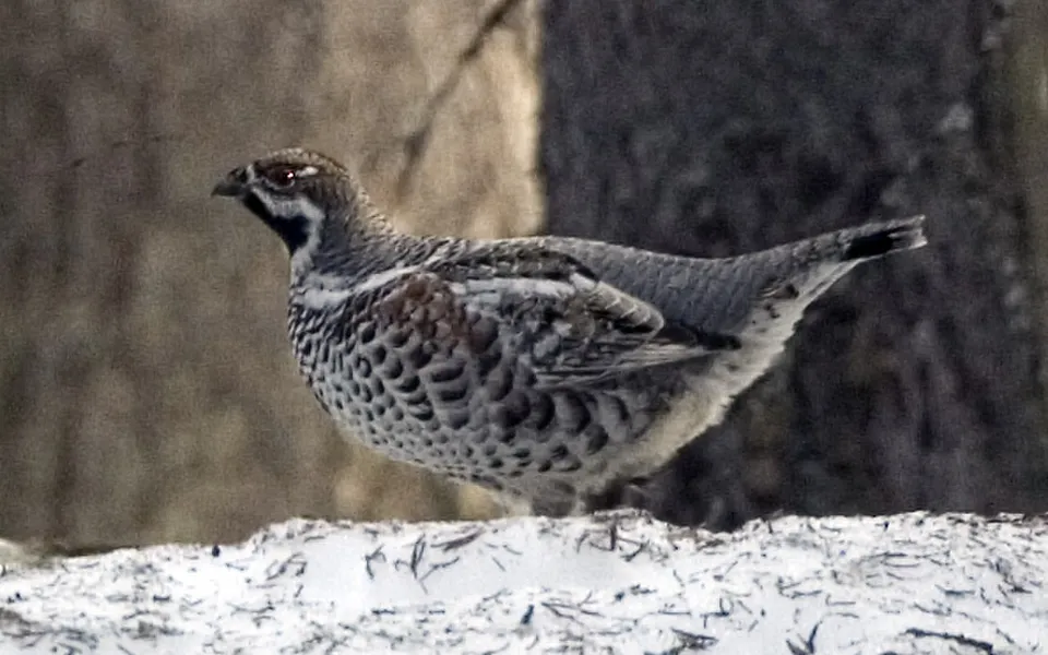 Hazel Grouse