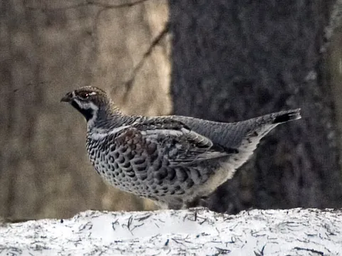 Hazel Grouse