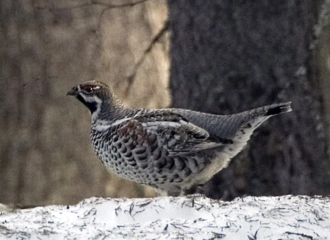Hazel Grouse (Tetrastes bonasia) — photo 1 of 5