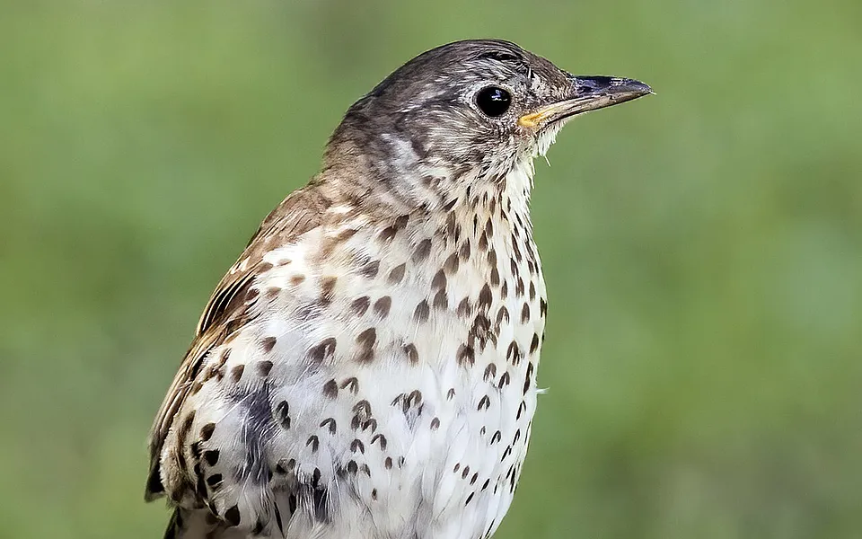 Song Thrush (Turdus philomelos) — photo 1 of 5