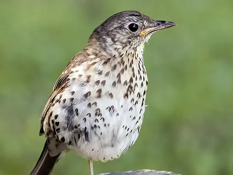 Song Thrush