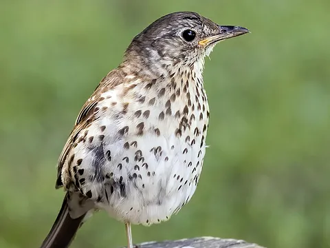 Певчий дрозд