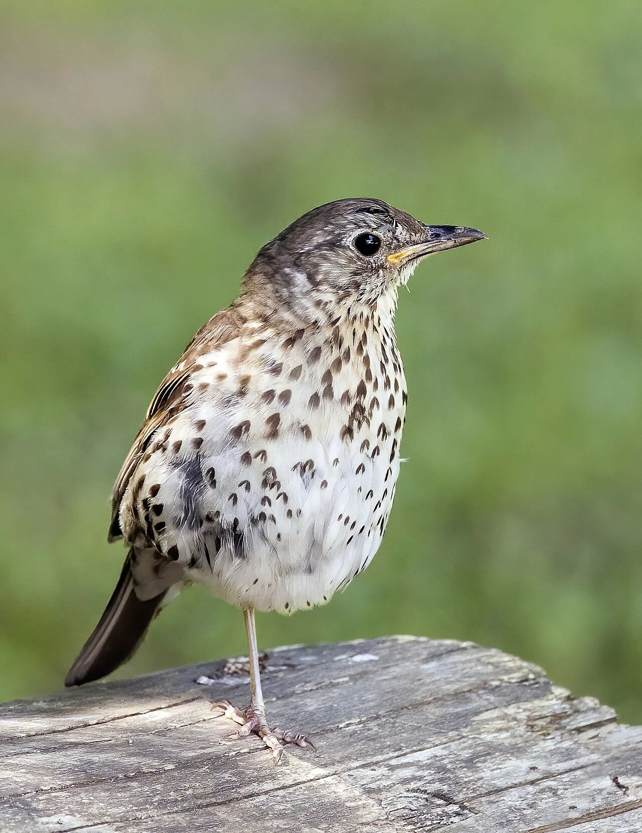 Song Thrush (Turdus philomelos) — photo 1 of 5