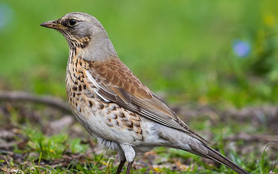 Fieldfare (Turdus pilaris) — photo 1 of 4