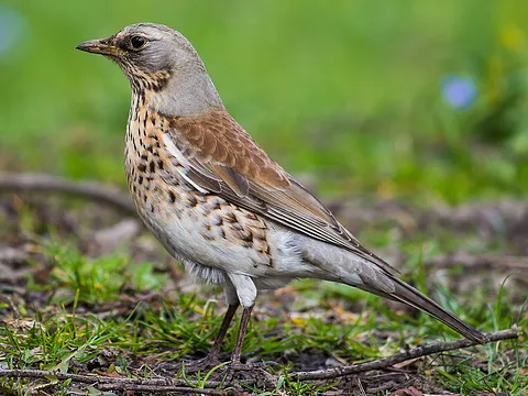 Fieldfare