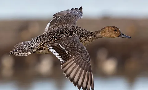 Northern Pintail (Anas acuta) — photo 3 of 4