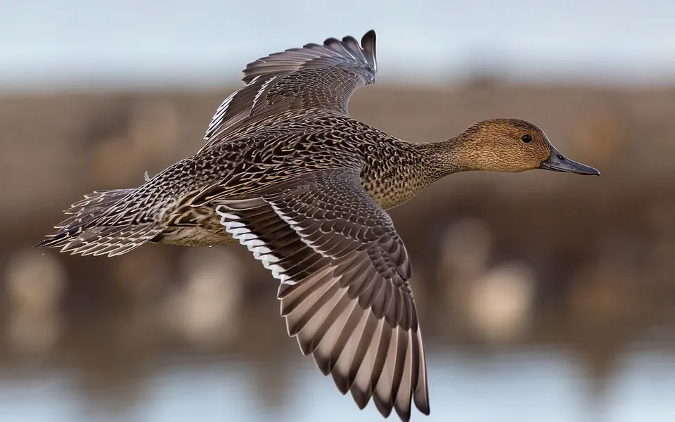 Northern Pintail (Anas acuta) — photo 3 of 4