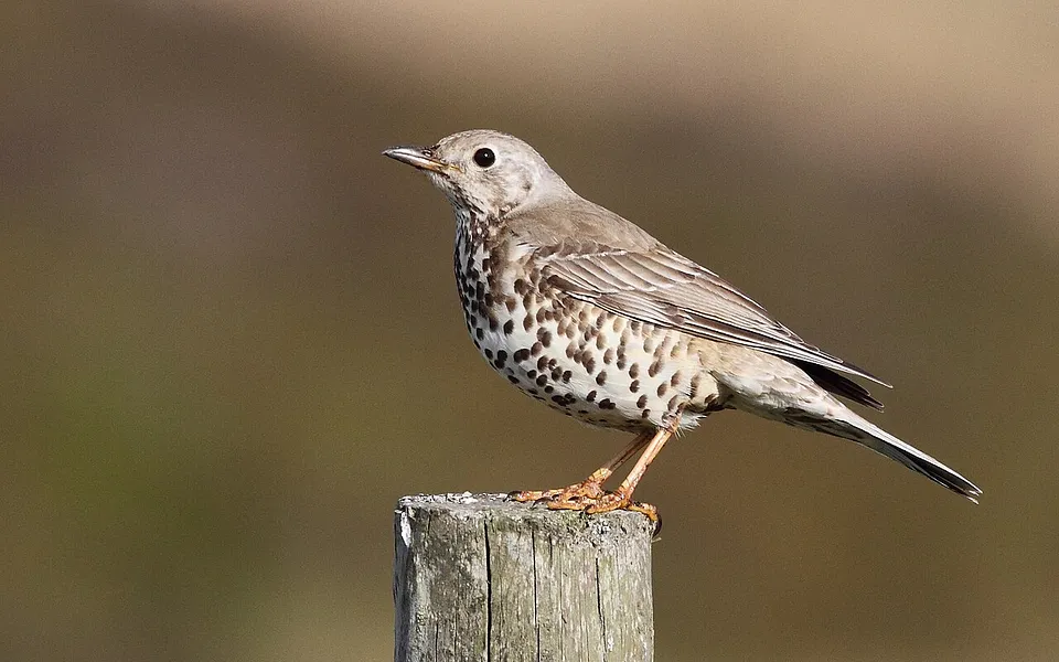 Mistle Thrush (Turdus viscivorus) — photo 1 of 5