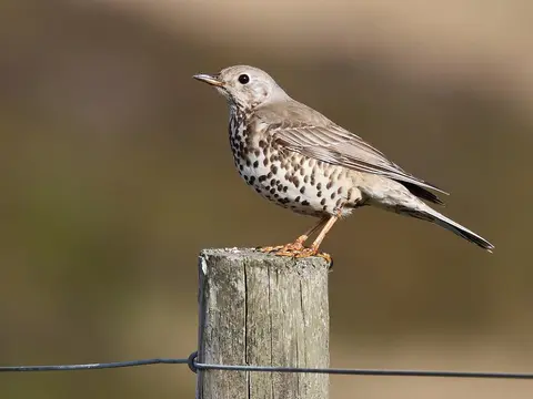 Mistle Thrush