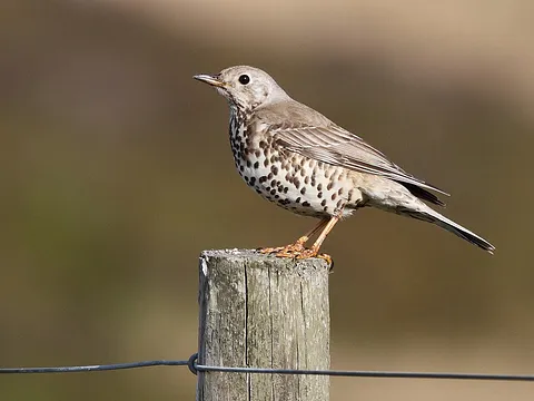 Mistle Thrush