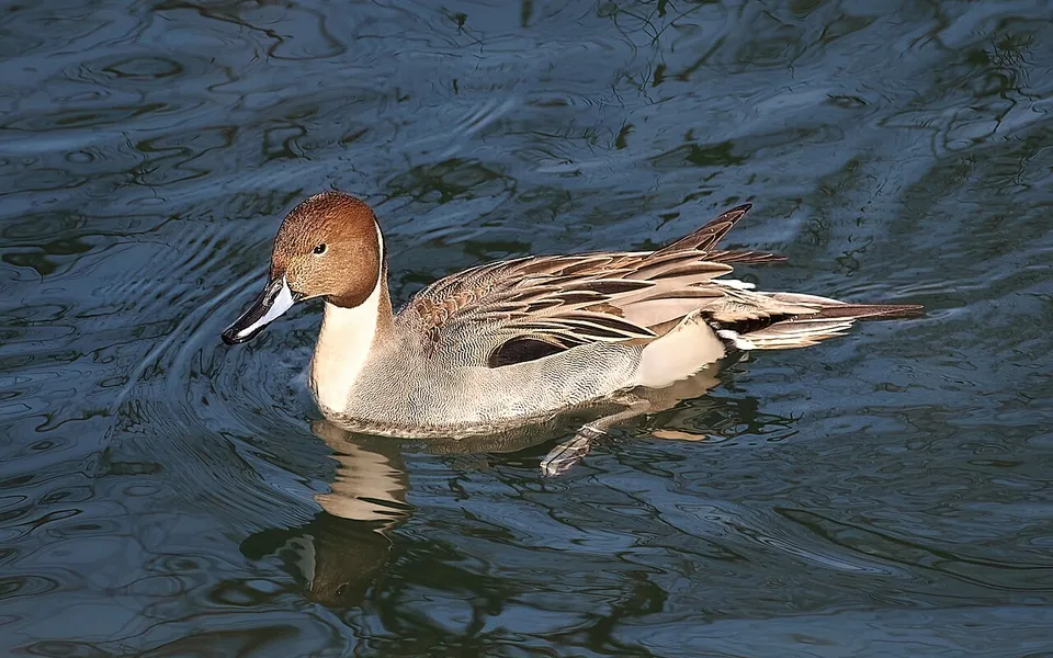 Northern Pintail (Anas acuta) — photo 4 of 4