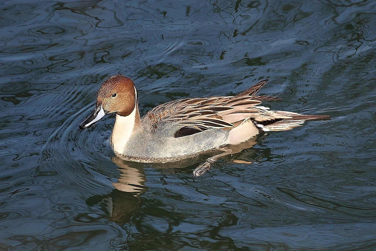 Northern Pintail (Anas acuta) — photo 4 of 4