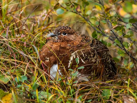 Willow Ptarmigan (Lagopus lagopus) — photo 3 of 4