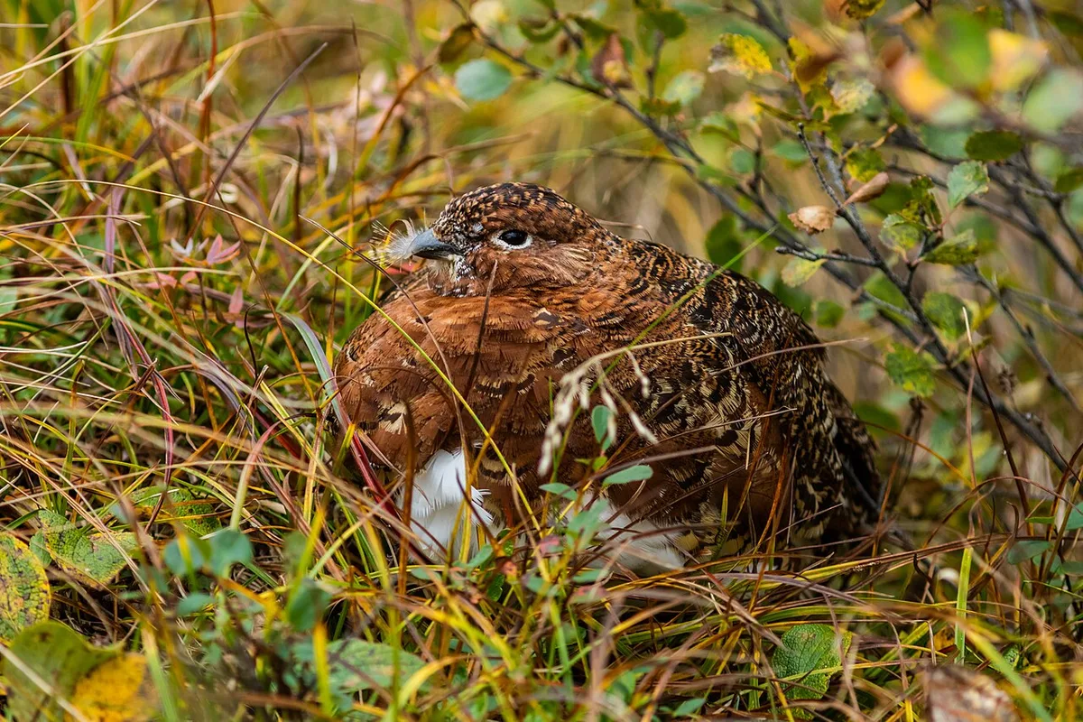 Willow Ptarmigan (Lagopus lagopus) — photo 3 of 4