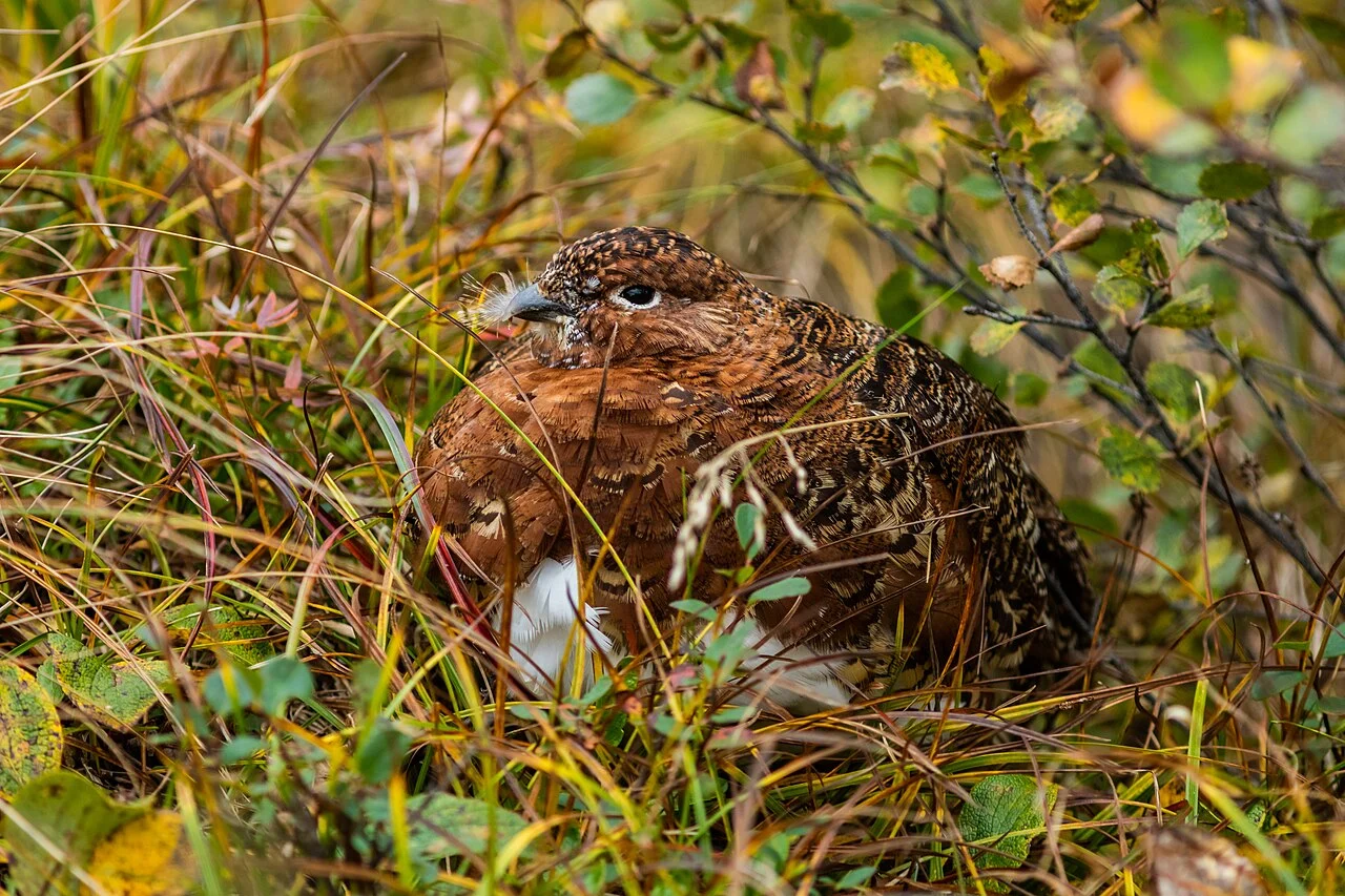 Willow Ptarmigan (Lagopus lagopus) — photo 3 of 4