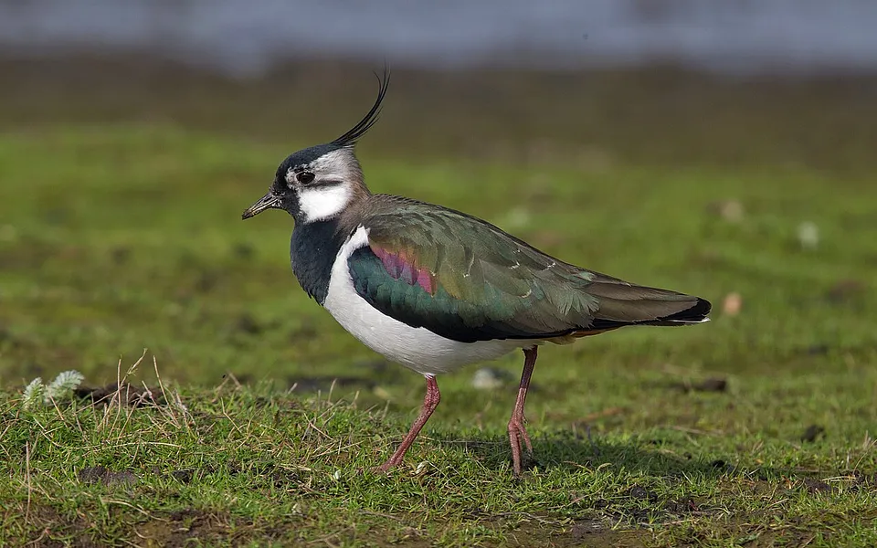 Northern Lapwing (Vanellus vanellus) — photo 1 of 5