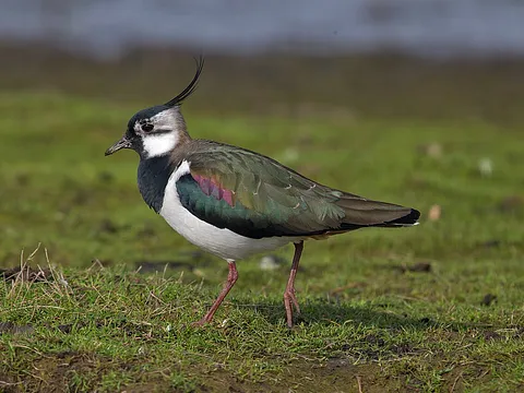 Northern Lapwing