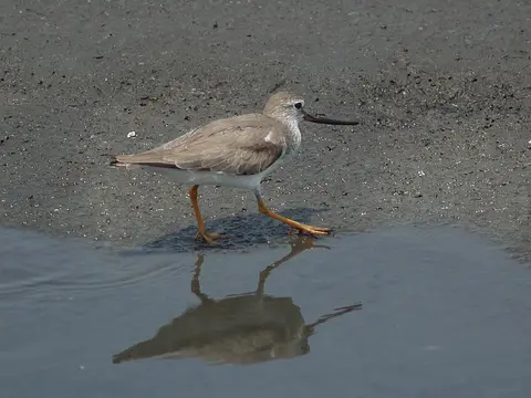 Terek Sandpiper