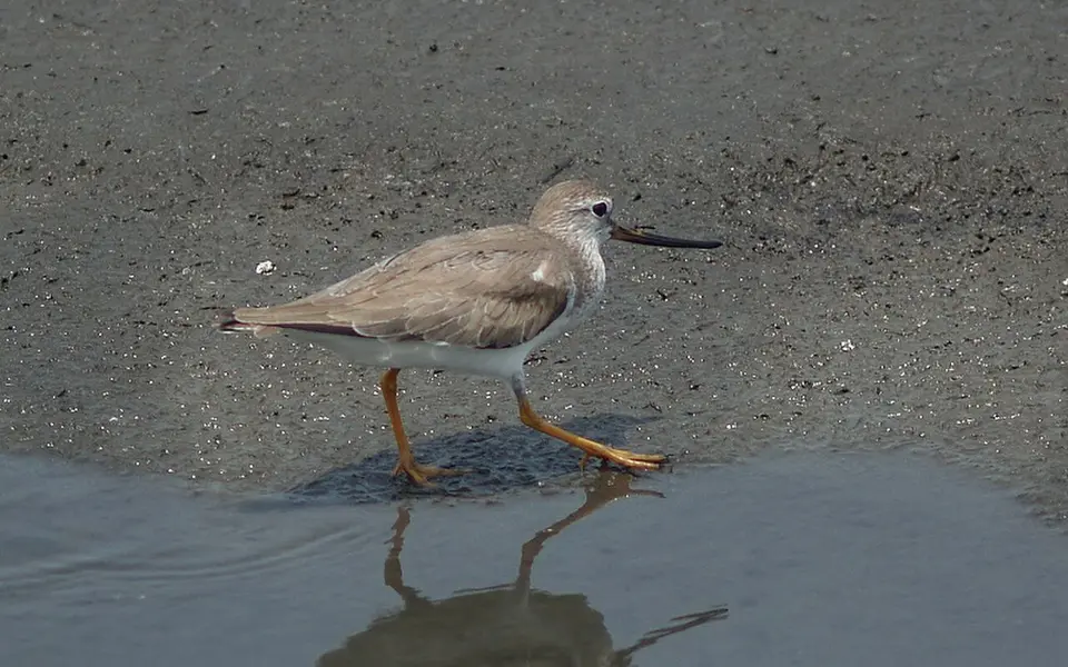 Terek Sandpiper (Xenus cinereus) — photo 1 of 4