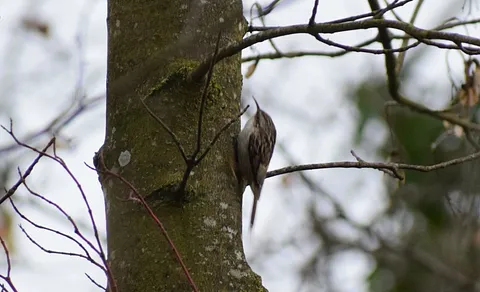 Eurasian Treecreeper